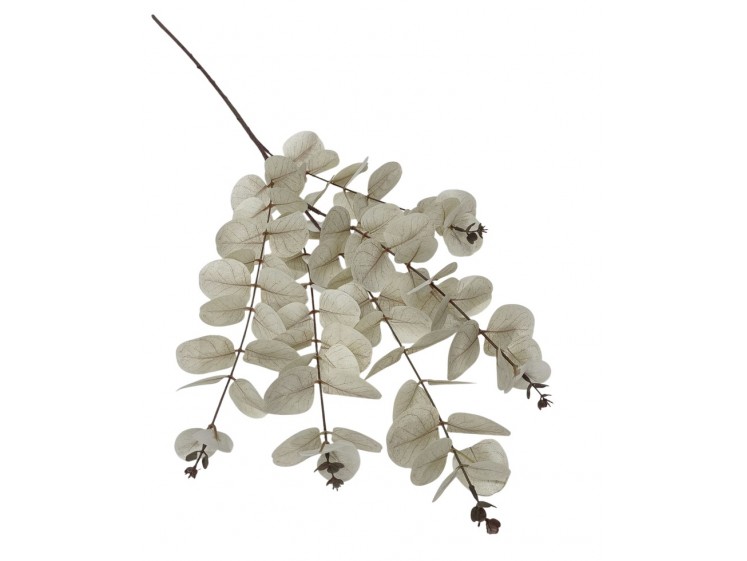 Kalėdinė eukalipto šaka