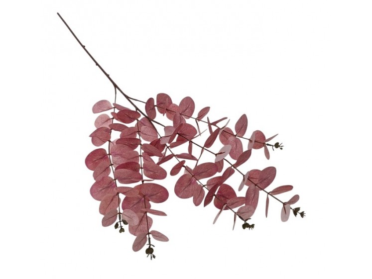 Kalėdinė eukalipto šaka