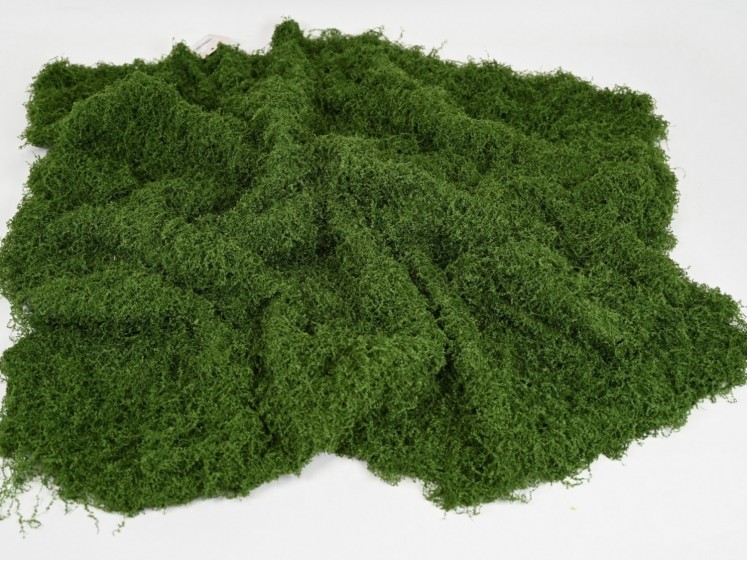 Samamų kilimas DKGR