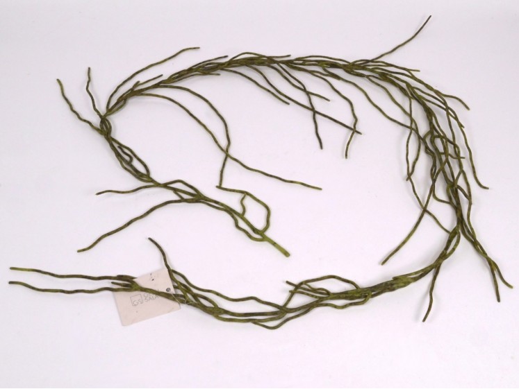 Kabanti žaluma - šaknys