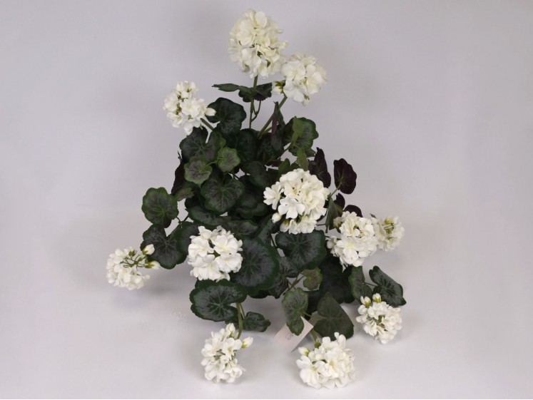 Svyranti pelargonija