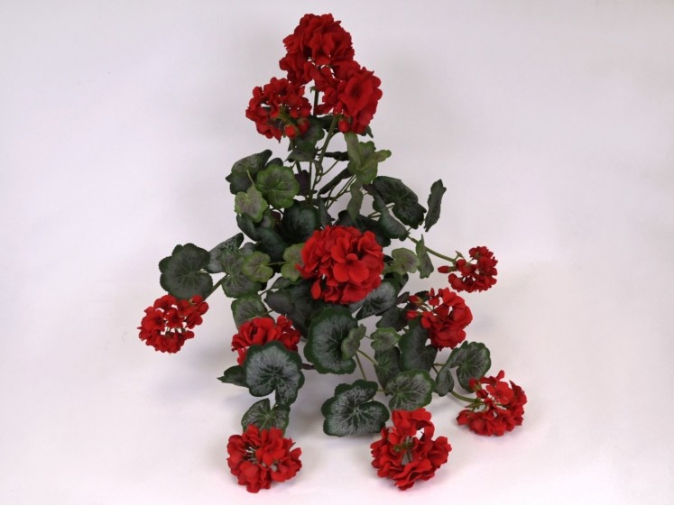 Svyranti pelargonija