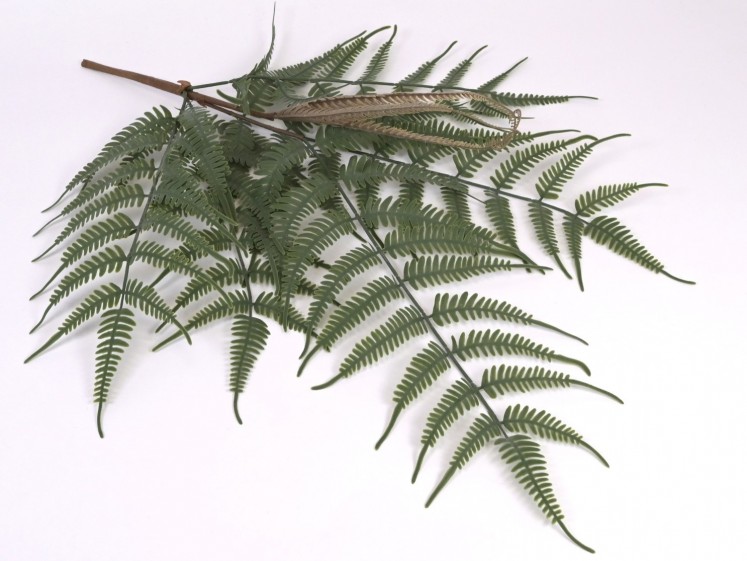 Fern bush