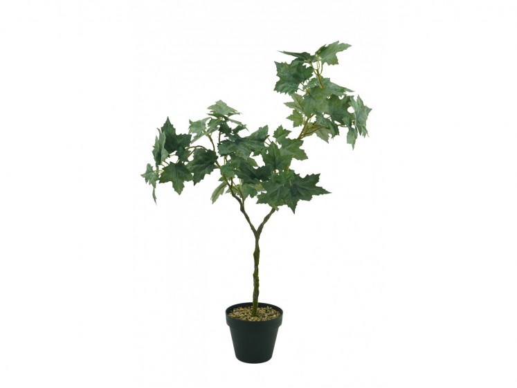 Vynuogės medelis vazone