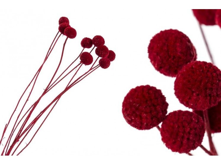 Džiovinta Craspedia