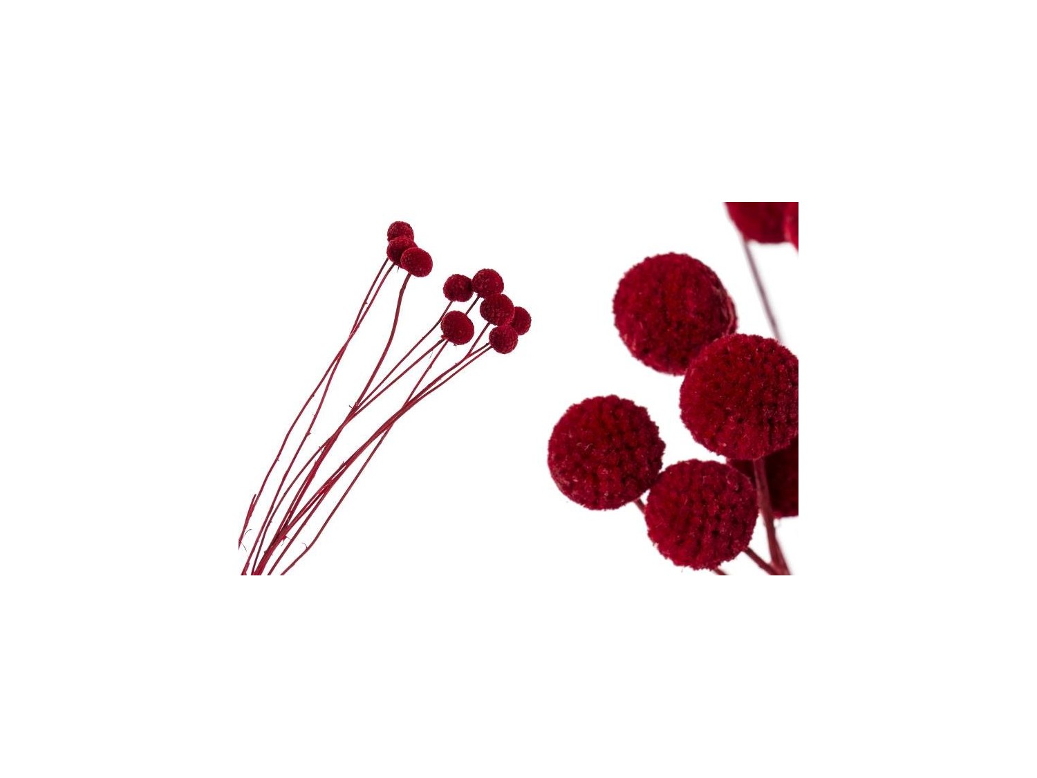 Džiovinta Craspedia