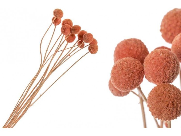 Džiovinta Craspedia