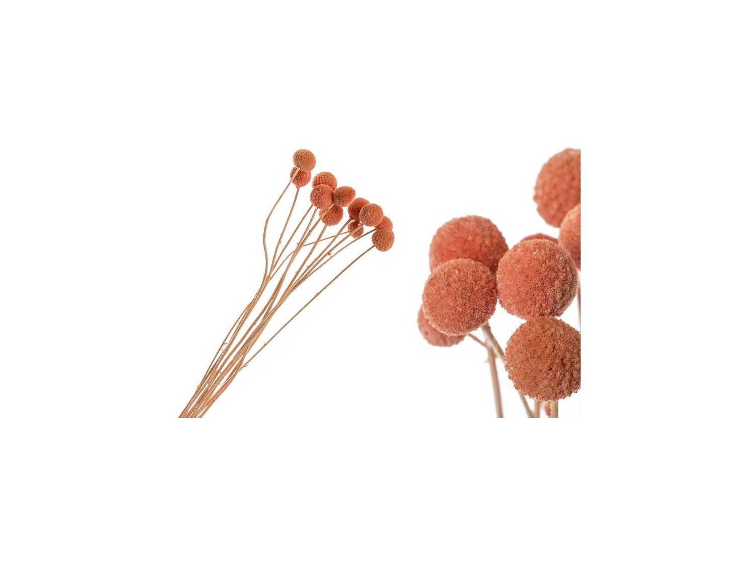 Džiovinta Craspedia