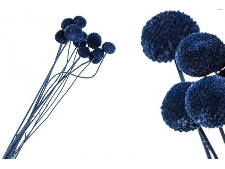 Džiovinta Craspedia