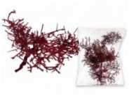 Dry Bush (velvetinis) Dry Bush (velvetinis)