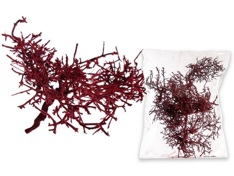 Dry Bush (velvetinis)