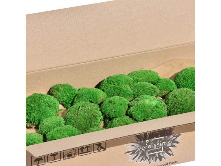 Stabilizuotos kamuolinės samanos