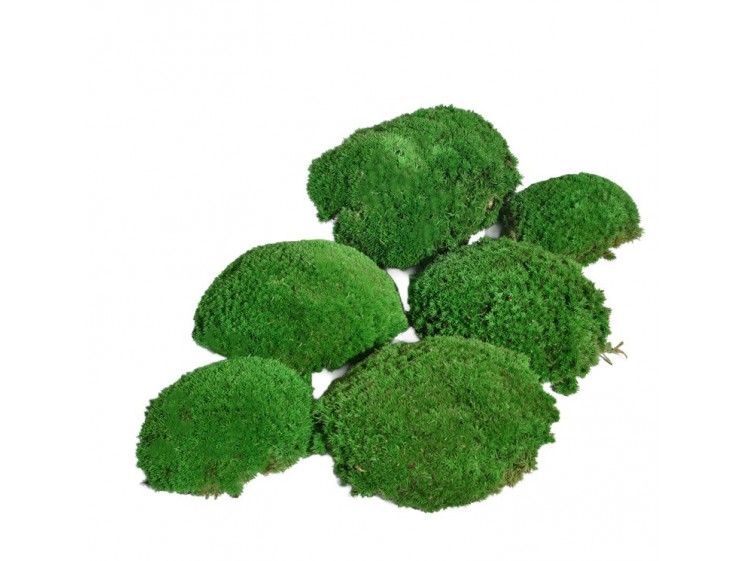 Stabilizuotos kamuolinės samanos