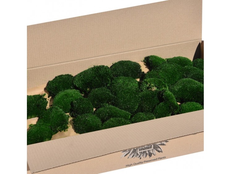 Stabilizuotos kamuolinės samanos