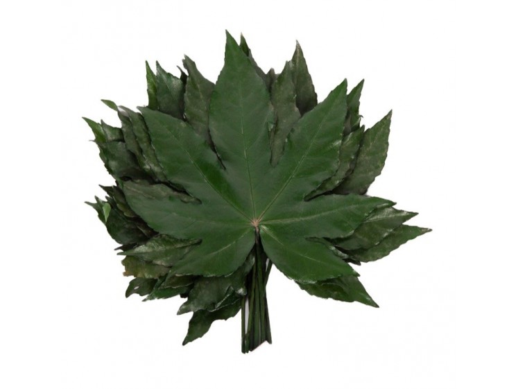 Stabilizuoti "Aralia leaf"