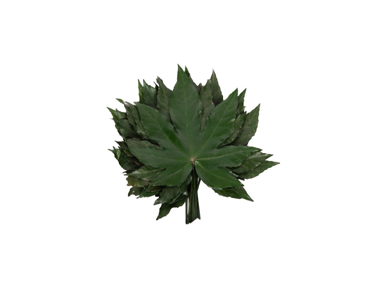 Stabilizuoti "Aralia leaf"