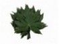 Stabilizuoti "Aralia leaf"
