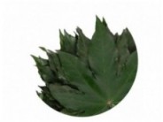 Stabilizuoti "Aralia leaf"
