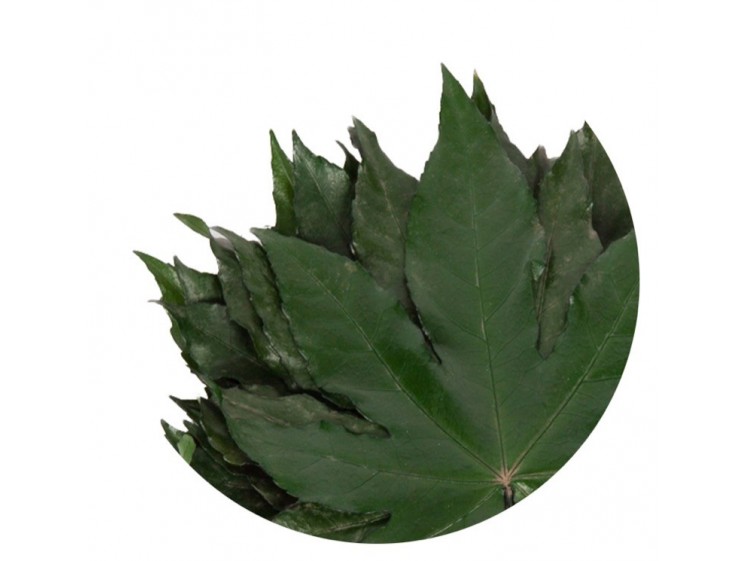 Stabilizuoti "Aralia leaf"
