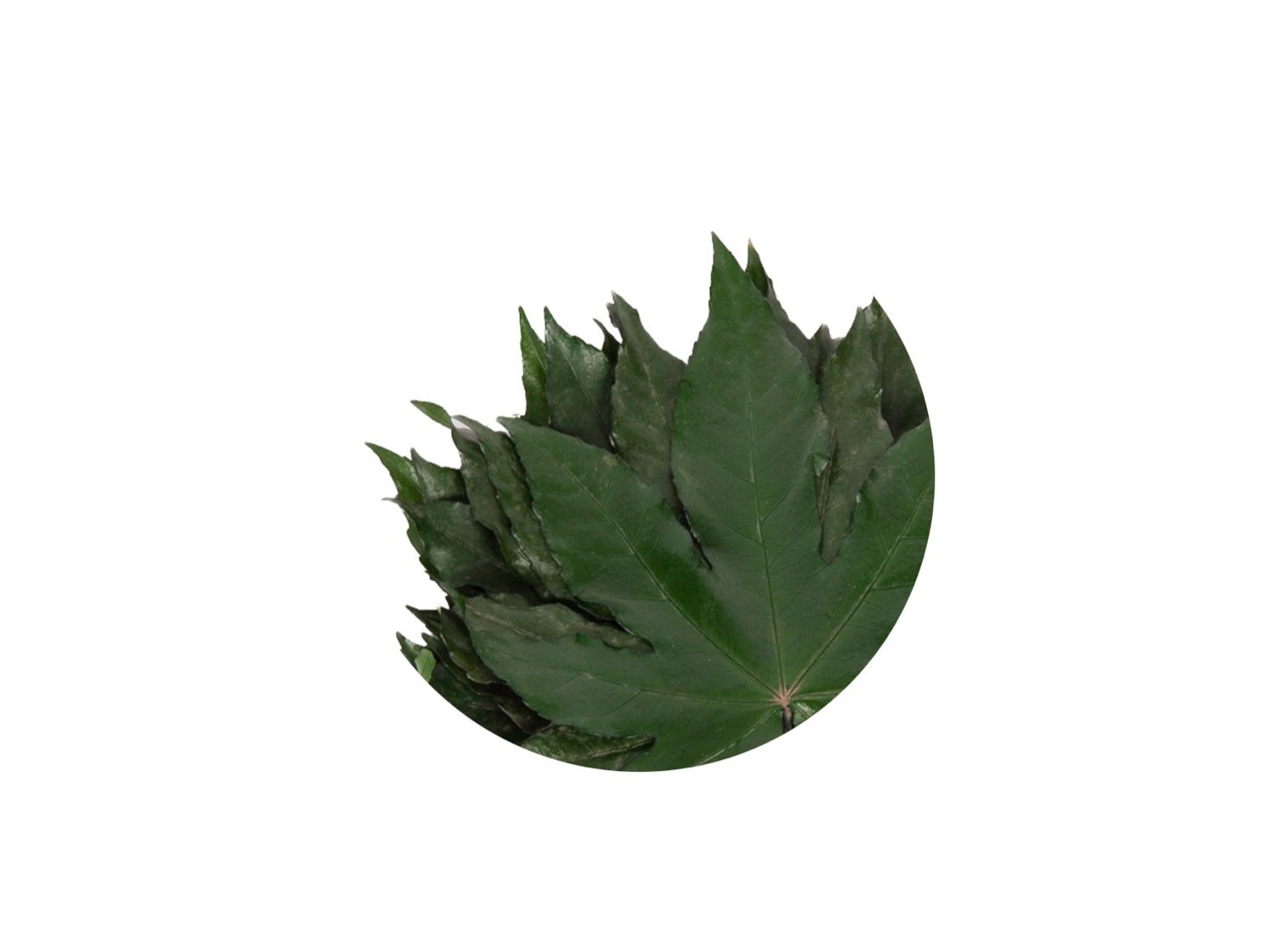 Stabilizuoti "Aralia leaf"