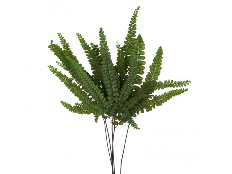 Stabilizuotas papartis "Felci"