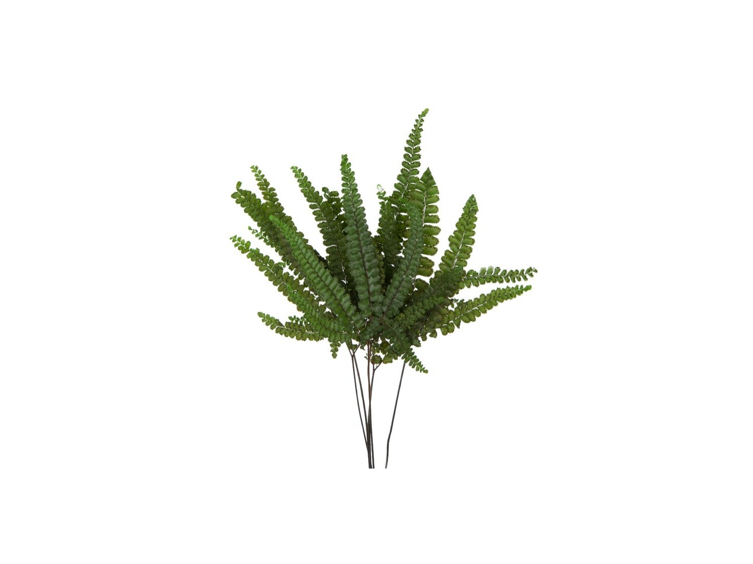 Stabilizuotas papartis "Felci"