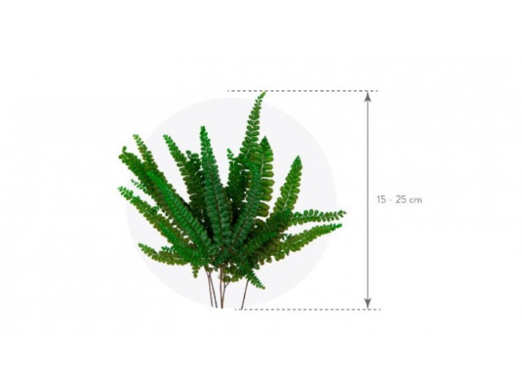 Stabilizuotas papartis "Felci"