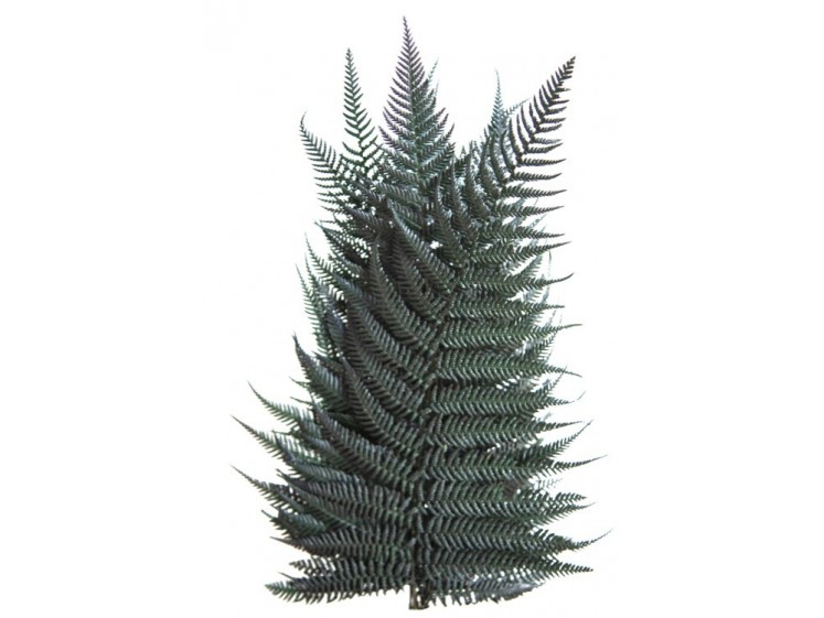 Stabilizuotas papartis "Brillante"