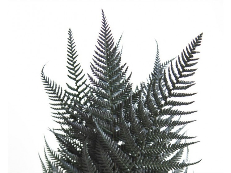 Stabilizuotas papartis "Brillante"