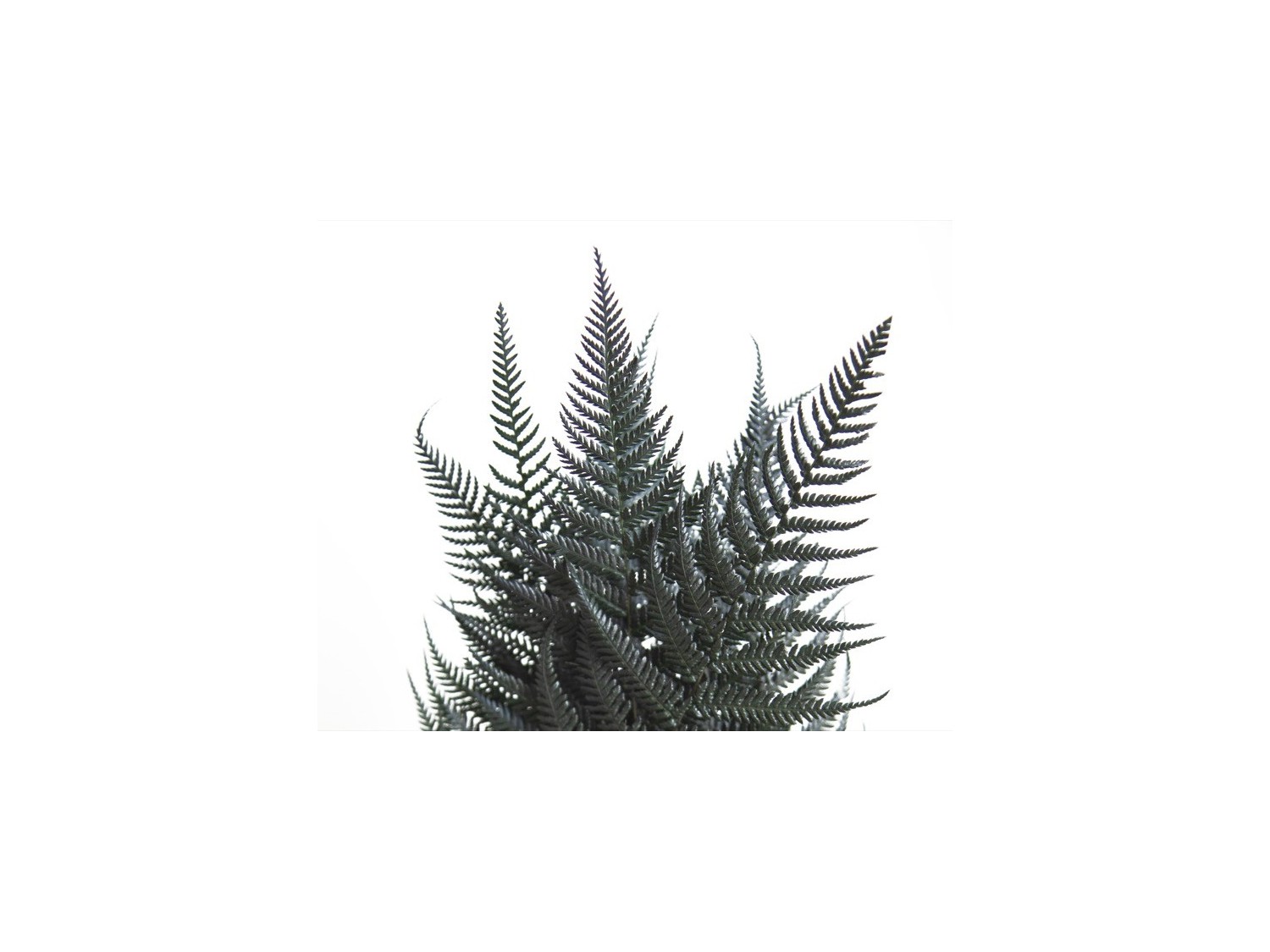 Stabilizuotas papartis "Brillante"