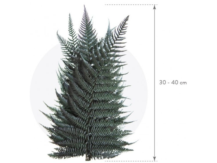 Stabilizuotas papartis "Brillante"