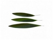 Stabilizuoti lapai "Palm grass"