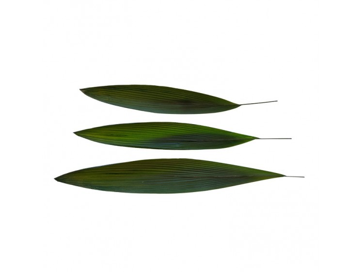 Stabilizuoti lapai "Palm grass"