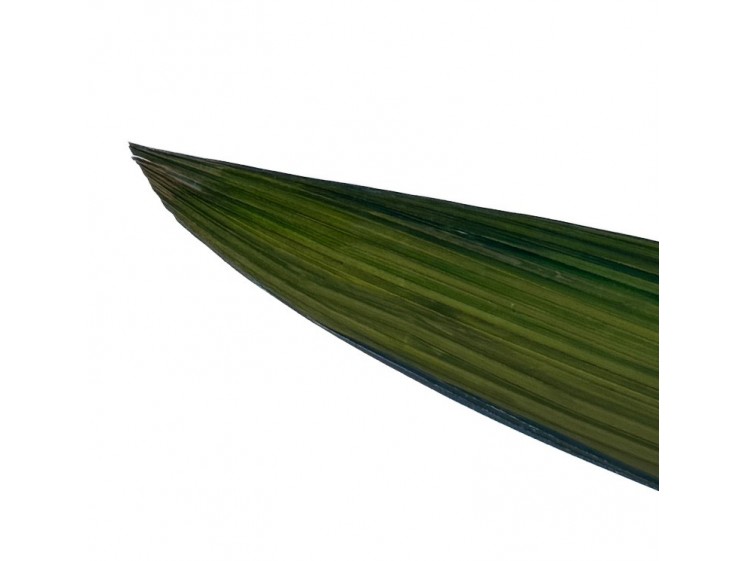 Stabilizuoti lapai "Palm grass"