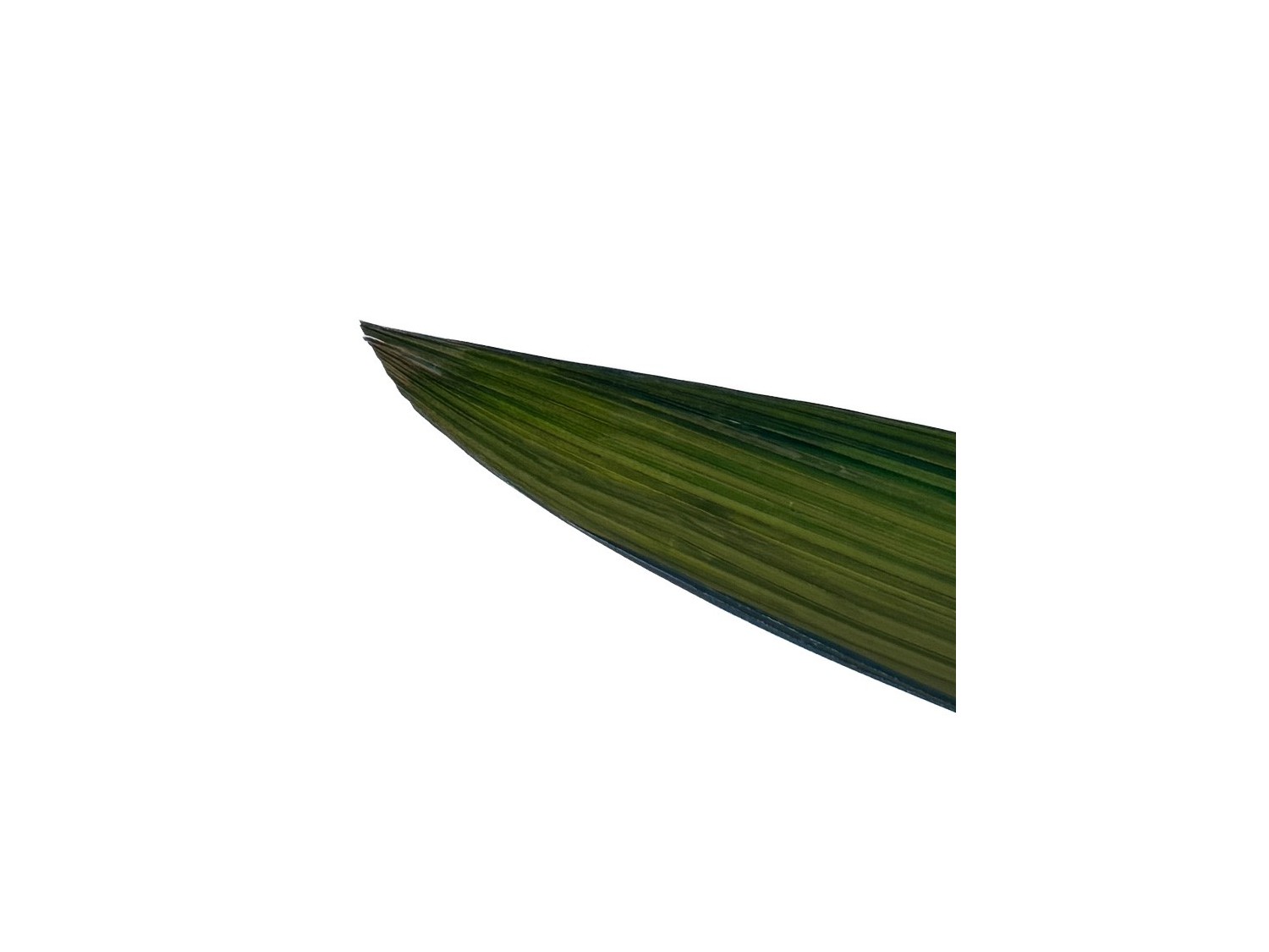 Stabilizuoti lapai "Palm grass"