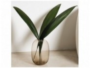 Stabilizuoti lapai "Palm grass"