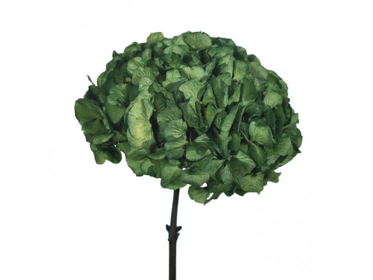 Stabilized Hydrangea