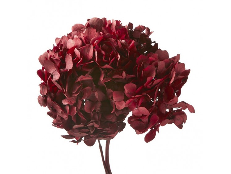 Stabilizuotos hortenzijos