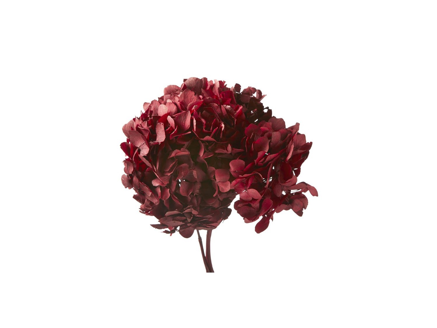 Stabilizuotos hortenzijos