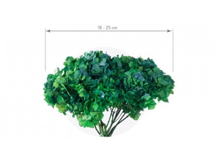 Stabilizuotos hortenzijos