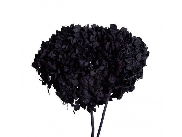 Stabilizuotos hortenzijos