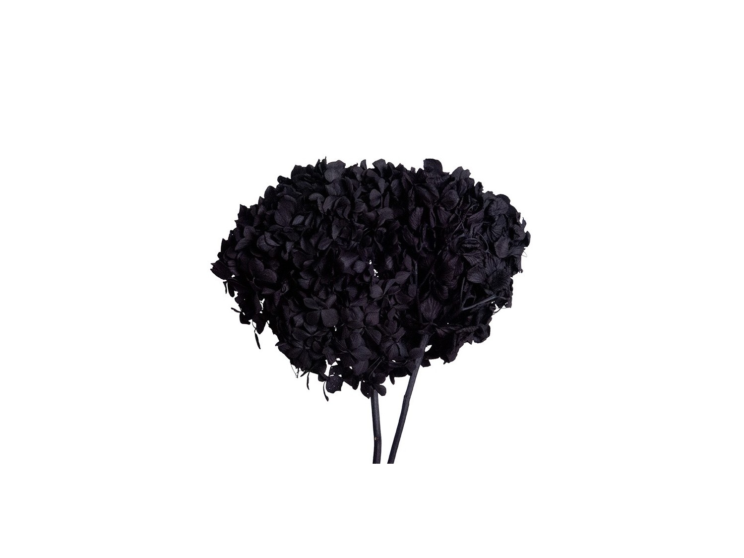 Stabilizuotos hortenzijos