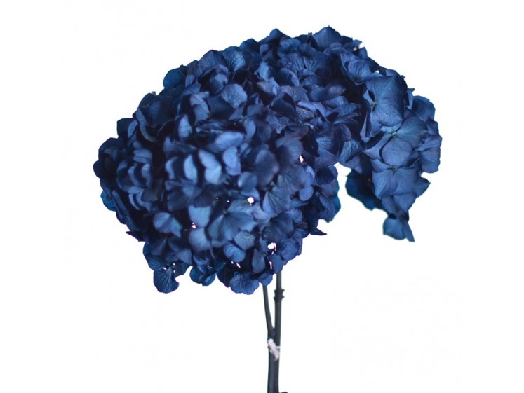 Stabilizuotos hortenzijos