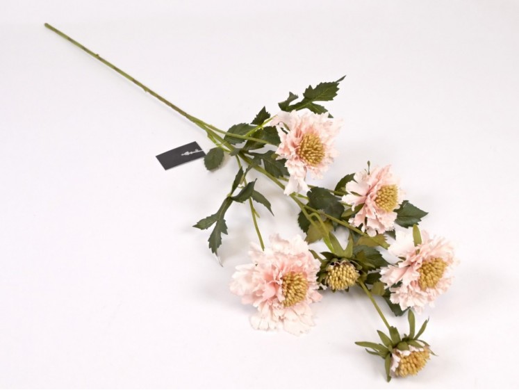 Scabiosa