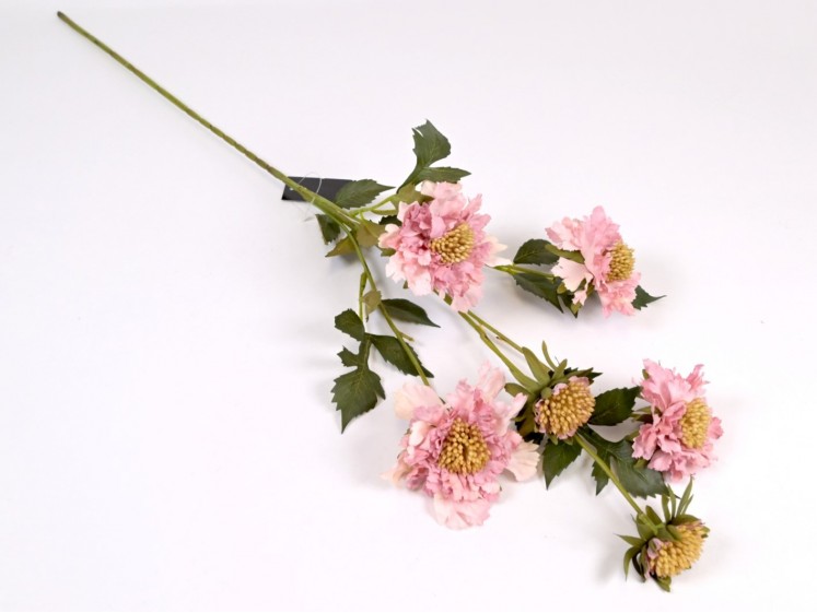 Scabiosa