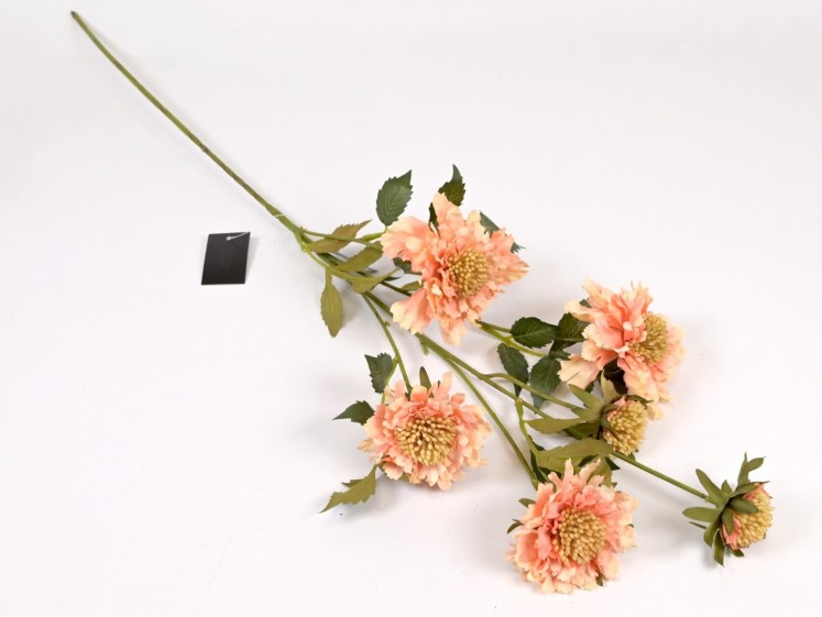 Scabiosa
