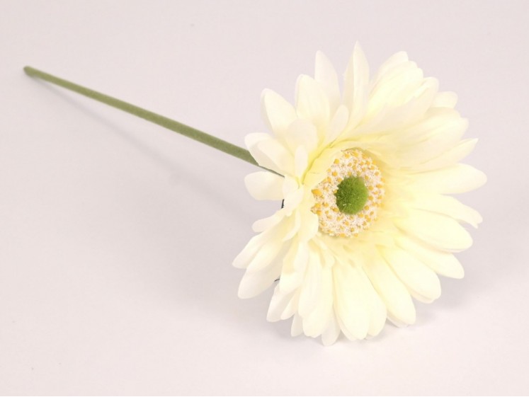 Gerbera