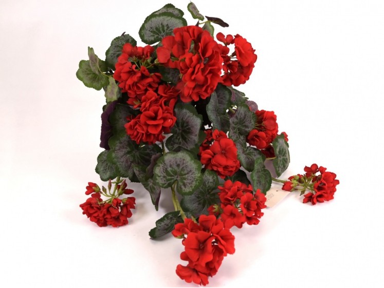 Svyranti pelargonija