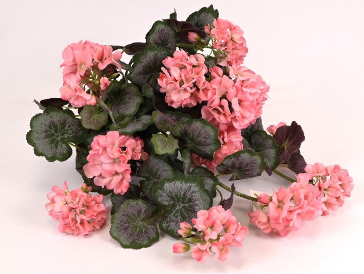 Svyranti pelargonija