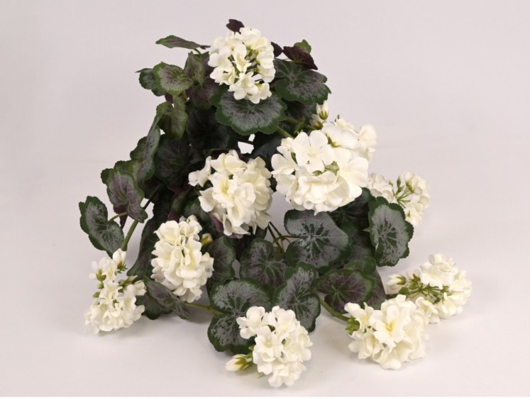 Svyranti pelargonija